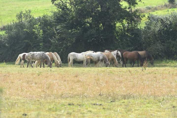 chevaux pré