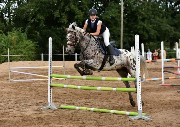 Chevaux dans la prairié Saint-Révérend