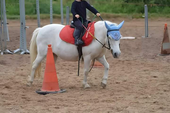 Apprentissage et perfectionnement équestre Saint-Révérend