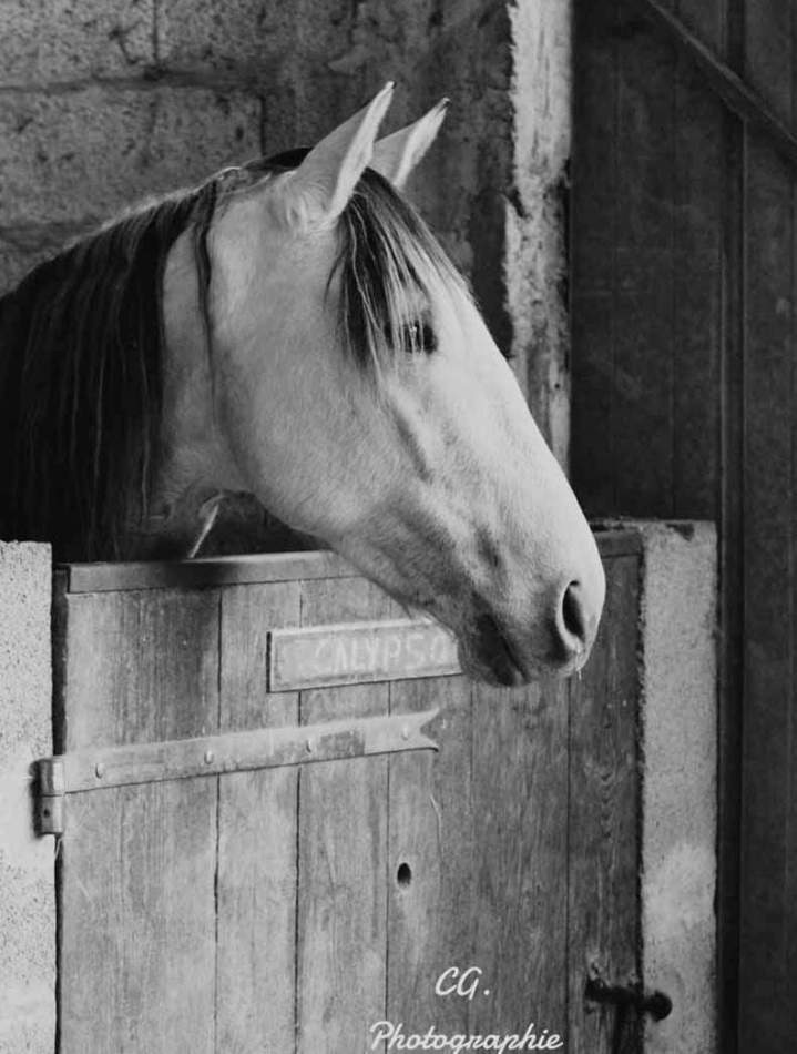 Pension pour chevaux Saint-Révérend