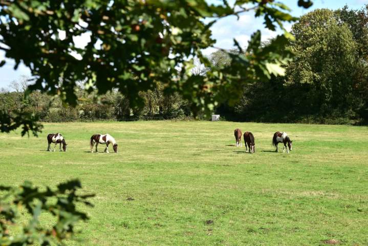 Un espace dédié pour les chevaux Saint-Révérend